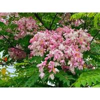 ราคา ต้นกัลปพฤกษ์ ชุด10ต้น350 (14315969058)