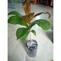 ราคา ต้นจิกเศรษฐีขนาด 10 20 เซนติเมตร (9778542226)