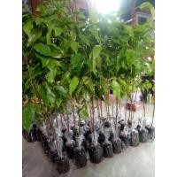 ราคา ต้นตะเคียนทอง ชุด20ต้น350บาท (16980381873)