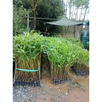 ราคา ต้นกระถินเทพา ขนาด20 30เซนติเมตร ชุด20ต้น 350บาท (9804689620)