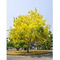 ราคา ต้นราชพฤกษ์หรือคูนเหลือง 1ชุด10ต้น (14391593255)