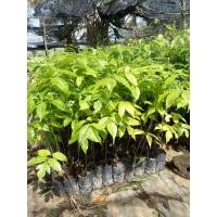 ราคา ต้นสะเดาเทียม 70 100เซนติเมตร ชุด10ต้น350บาท (10109253389)