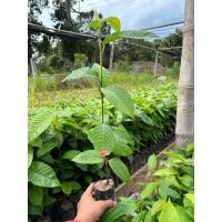 ราคา ต้นยางนา ขนาด30 40เซนติเมตร ชุด20ต้น แถมฟรี1ต้น (9870783086)