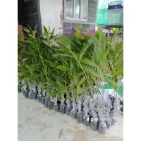 ราคา ต้นกระถินเทพา 30 40เซนติเมตร ชุด 10 ต้น 200 บาท (9952659288)