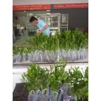 ราคา ต้นกระถินเทพา ชุด30ต้น 450บาท (16980248697)