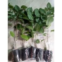 ราคา ประดู่บ้าน ประดู่ลาย ประดู่ก้านอ่อน ขนาด20 30เซนติเมตร ชุด10ต้น250บาท (9719706451)