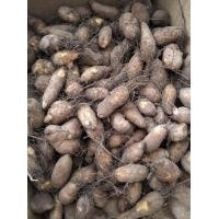 ราคา มันขี้หนูแบบดิบแบบไม่ปอก คละขนาดหัวเล็กใหญ่ หัวมันขี้หนูสด ใช้แกงส้ม แกงกะทิ ต้มกินเพลิน สินค้าตามฤดูกาล (17170377535)