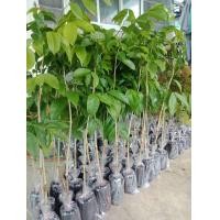 ราคา ต้นหลุมพอ ขนาด30 40เซนติเมตร ชุด 20ต้น (9952974177)