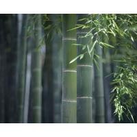 ราคา เมล็ดพันธุ์ ไผ่โมโซ ไผ่หนังจีน ไผ่ญี่ปุ่น moso bamboo 30 เมล็ด เมล็ดพันธุ์นำเข้าจาก อังกฤษ (8089353581)
