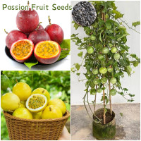 ราคา 50 เมล็ด ปลูกง่าย เมล็ดสด100 เมล็ดพันธุ์เสาวรส บอนสี สีแดง สีเหลือง Passion Fruit Seeds เมล็ดพันธุ์ เสาวรสหวาน เมล็ดผลไม้ ต้นไม้ผลกินได้ เมล็ดพันธุ์ผัก พันธุ์ไม้ผล บอนไซ ต้นบอนสี เมล็ดบอนสี ต้นผลไม้ (