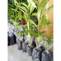 ราคา ต้นกันเกรา ขนาด 30 50เซนติเมตร ชุด10ต้นแถมฟรี 1ต้น 350บาท (9718330354)