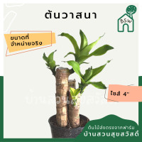 ราคา ต้นวาสนา กระถาง 4 นิ้ว (7932297286)