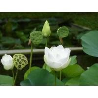 ราคา เมล็ดบัวหลวง ดอกใหญ่ ของแท้ 100 บัวหลวง ดอกบัว ปลูกบัว เม็ดบัว สวนบัว 8 เมล็ด (9126278676)