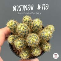 ราคา ดาราทอง กอ Mammillaria Prolifera hybrid กระบองเพชร ไม้อวบน้ำ กุหลาบหิน cactus succulentหลากหลายสายพันธุ์ (20259667040)