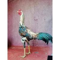 ราคา ไข่เชื้อเยียร์แท้ 100 พม่าแข้งหน้ามีเหลี่ยมมีลีลาถอดถอยเป็นไก่สไตล์ม้าล่อ (19449064913)