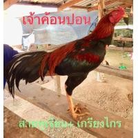 ราคา ไข่เชื้อไก่ชนก๋อยตราดง่อน พ่อพันธุ์ตามคลิป สายสามเอี่ยวสายเลือดเงินล้าน ชุดละ 3 ฟอง ใช้สำหรับฟัก ไข่สดเก็บทุกวัน (14049558124)