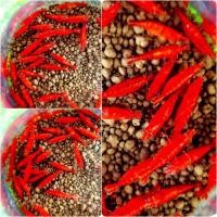 ราคา กุ้งแคระ มีหลายแบบ (20749424861)