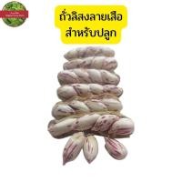ราคา เมล็ดพันธุ์ ถั่วลิสงลายเสือ 100เมล็ด50บาท ถั่วดินลายเสือ ถั่วดิน ถั่วลิสง (19937205661)