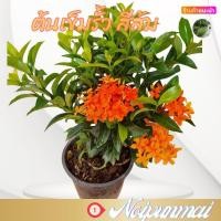 ราคา ต้นเข็ม ต้นเข็มรั้วดอกสีส้ม กระถาง 6 นิ้ว ส่งพร้อมกระถาง ไม้จัดสวน (20462155695)