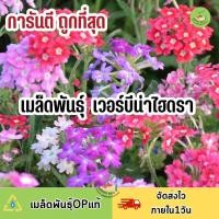ราคา ถูกที่ีสุด เมล็ดพันธุ์ ดอก เวอร์บีน่า ไฮดรา หลากสี (18834512922)