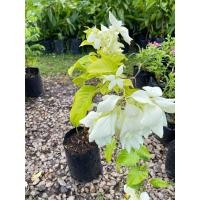 ราคา ต้นดอนญ่าขาว ไม้ประดับตกแต่งสวน ดอกใบสีขาวสวย (19555254193)