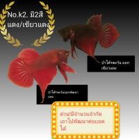 ราคา ป่ากัดป่าใต้ ตะวันออก พัฒนา แดง เขียวแดง No k2 (20276773755)