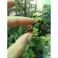ราคา จี้ลูกแก้วพญานาค สีส้ม1ชิ้น ขนาดเล็ก1ซม แห่งป่าคำชะโนดแก้วบุญฤทธิ์แห่งนาคราช (19703630837)