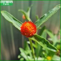 ราคา ต้นบานไม่รู้โรย ดอกสีส้ม บานไม่รู้โรย ในถุงเพาะ 5 5 นิ้ว ส่งพร้อมถุงเพาะ (20488954433)