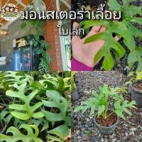ราคา มอนสเตอร่าเลื้อย Monstera Borsigianaใบเล็ก คล้ายมอนสเตอร่าจินนี่ ไม้เลื้อย ไม้ฟอกอากาศ (20353291612)