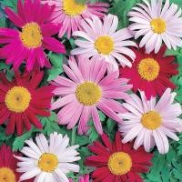 ราคา โปรโมชั่นเฉพาะเดือนนี้เท่านั้น เมล็ดพันธุ์ดอกไม้ ดอกเบญจมาศ สีเหลือง ขาว ชมพู ม่วง จำนวน 100 เมล็ด สินค้าพร้อมส่ง มีปลายทาง (16603238319)