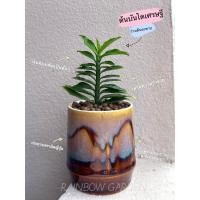 ราคา พร้อมส่ง ต้นบันไดเศรษฐี หรือต้นว่านตีนตะขาบ ไม้มงคล พร้อมกระถางเซรามิค สีน้ำตาล ได้ตามรูป คุ้มสุดๆ (20403453589)