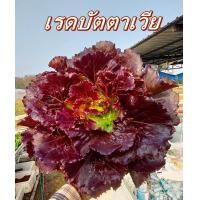 ราคา เมล็ดพันธ์ผักสลัด Green Oak กรีนโอ๊ค เรดโอ๊ค คอส กรีนคอส ตราไฮคิว Hi Q บรรจุ 100 เมล็ด เมล็ดเปลือย ยอดนิยม นำเข้าจากเนเธอร์แลนด (19533448694)