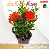 ราคา ต้นเข็ม ต้นเข็มรั้วดอกสีแดง กระถาง 6 นิ้ว ส่งพร้อมกระถาง ไม้จัดสวน (20462061640)