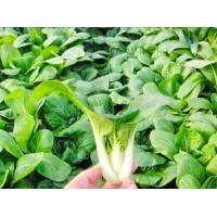 ราคา กวางตุ้งเบบี๋ขาว เมล็ดพันธุ์กวางตุ้งเบบี๋ขาว ต้นเล็กหวาน รวบรวมจากจีน 1700 เมล็ด พันธุ์หนุมาน บล็อกฉ่อยหวาน เมล็ดกวางตุ้งต้นเล็ก กวางตุ้งต้นเล็ก กวางตุ้งเบบี้ (17080087257)