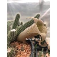 ราคา หนามลูกศร Tavaresia barklyi ดอกสวยมาก ไม้หายาก น่าสะสม (12595300915)