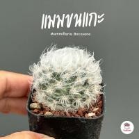 ราคา แมมขนแกะ กระถาง2นิ้ว Mammillaria Bocasana แคคตัส กระบองเพชร cactus succulent (20537371317)