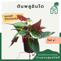 ราคา ต้นพลูอินโด มาในกระถางพร้อมตั้ง (3594976215)