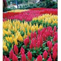 ราคา เมล็ดสร้อยไก่คละสี ปลุกประดับ (7840464657)