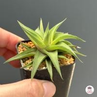ราคา รวมอโลและฮาโวเทีย Mix Aloe Haworthia หลายสายพันธุ์ ส่งทั้งกระถาง cactus succulent (18697330632)
