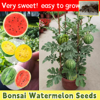ราคา 20 เมล็ด ปลูกง่าย เมล็ดสด 100 เมล็ดพันธุ์ แตงโม บอนสี Watermelon Seed Fruit Seeds เมล็ดผลไม้ F1 เมล็ดแตงโม เมล็ดบอนสี ต้นไม้ผลกินได้ บอนไซ ต้นไม้มงคล พันธุ์ไม้ผล ต้นบอนสี ต้นผลไม้ เมล็ดพันธุ์ผัก ต้นไ