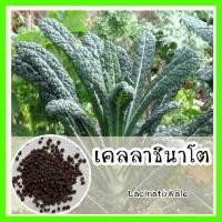 ราคา พร้อมส่ง เมล็ดพันธุ์แท้ OP แท้ 100 เคลลาชินาโต ปลูกง่ายงอกไว โตไว พืชตระกลูคะน้า Lacinato Kale (7827447193)