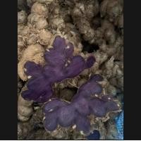 ราคา กระชายดำ กระชายดำสด กระชายดำสดๆจากสวน (20516113331)