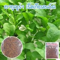 ราคา เมล็ดพันธุ์ ผักสลัดอกูล่า ร็อคเก็ต อากูรูล่า เมล็ดพันธุ์ ร็อคเก็ต 90 300 เมล็ด ซื้อ 10 แถม 1 คละได้ (15174027275)