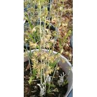 ราคา ว่านช้างผสมโขลง หรือ พญาเทครัว ปลูกไว้ในบ้าน (8093728949)