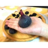 ราคา ต้นมะเดื่อฝรั่ง มะเดื่อ มะเดื่อฝรั่ง Fig พันธุ์ violet de sollies ฝรั่งเศส ต้นสมบูรณ์มาก รากแน่นๆ มีผลขนาดใหญ่ จัดส่งพร้อมกระถาง 6 นิ้ว ลำต้นสูง 50 ซม (8448266248)