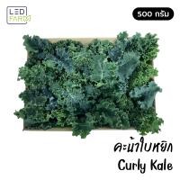 ราคา ราคาส่ง เคลใบหยิก Curly Kale ผักสด สะอาด ปลอดสารเคมี (20569178980)