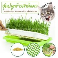 ราคา ถาดใหญ่ ชุดปลูกข้าวสาลีแมว ออร์แกนิค พร้อมเมล็ดข้าวสาลี 50 กรัม ต้นอ่อนข้าวสาลี หญ้าแมว ถาดเพาะต้นอ่อน ชุดปลูกต้นอ่อนข้าวสาลี (17473648536)