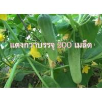 ราคา แตงกวา เมล็ดพันธุ์ เมล็ดพันธุ์ผัก ผักสวนครัว คัดมือ ไม่ใช่แตงร้าน 200 เมล็ด 10 เเถม 1 คละได้ (7833048769)