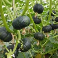 ราคา เมล็ดพันธุ์ ฟักทองญี่ปุ่น ฟักทองพวงญี่ปุ่น ปลูกง่ายโตเร็ว ผลผลิตสูง สีเขียว ซื้อ 10 แถม 1 คละได้ (18822815393)