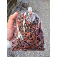 ราคา ดีปลีตากแห้ง เม็ดดีปลีแห้ง 100กรัม (16685209820)